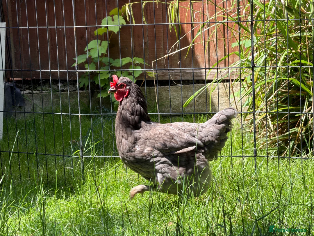 Chickens poultry for sale: Green Olive Egger Hen - Advert 1