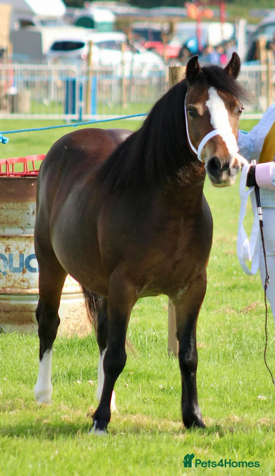 Welsh Section A horses for sale: Registered Welsh A mare  - Advert 2