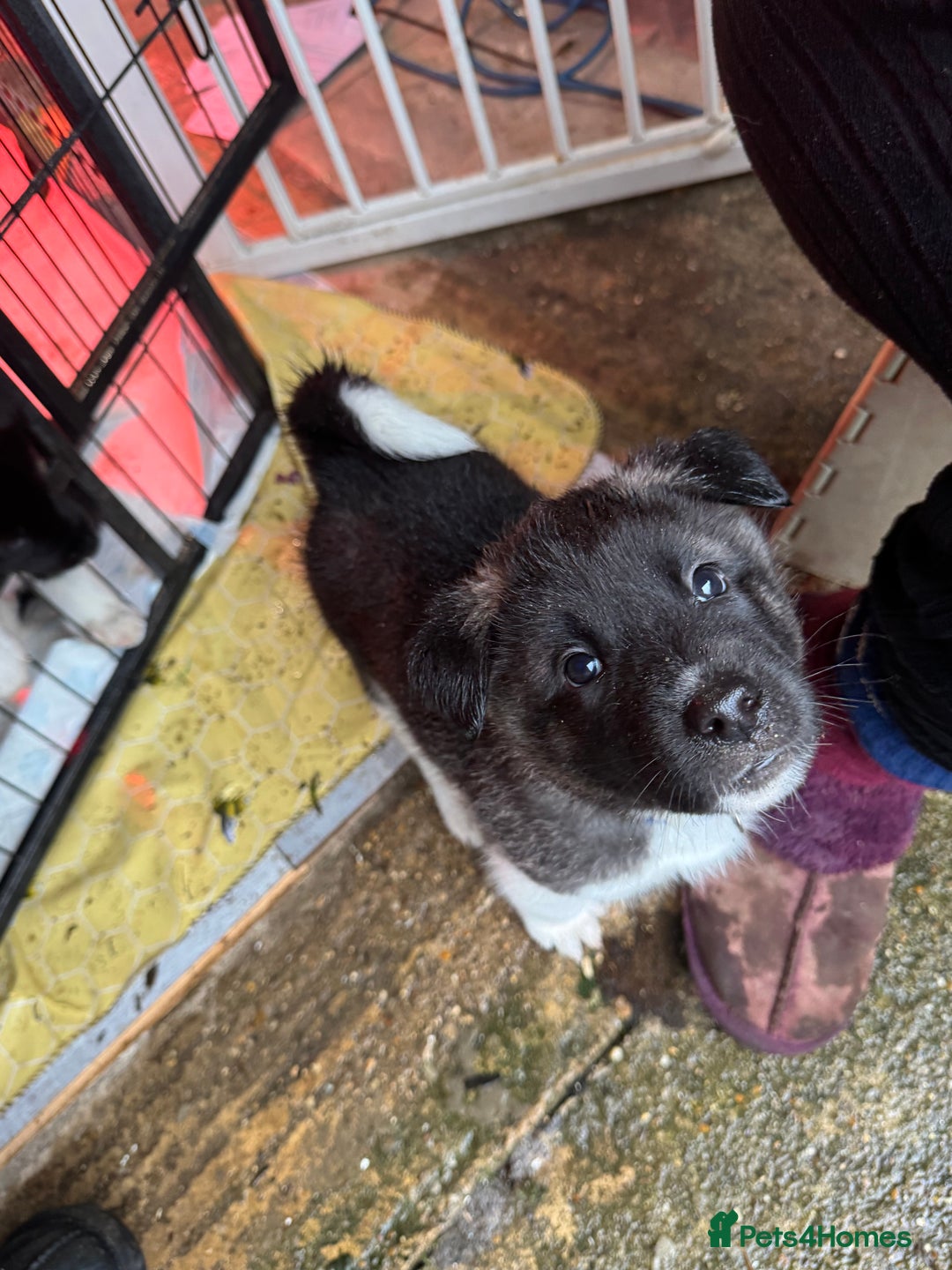 Akita dogs for sale: Black Mask American Akita Puppies - Advert 29