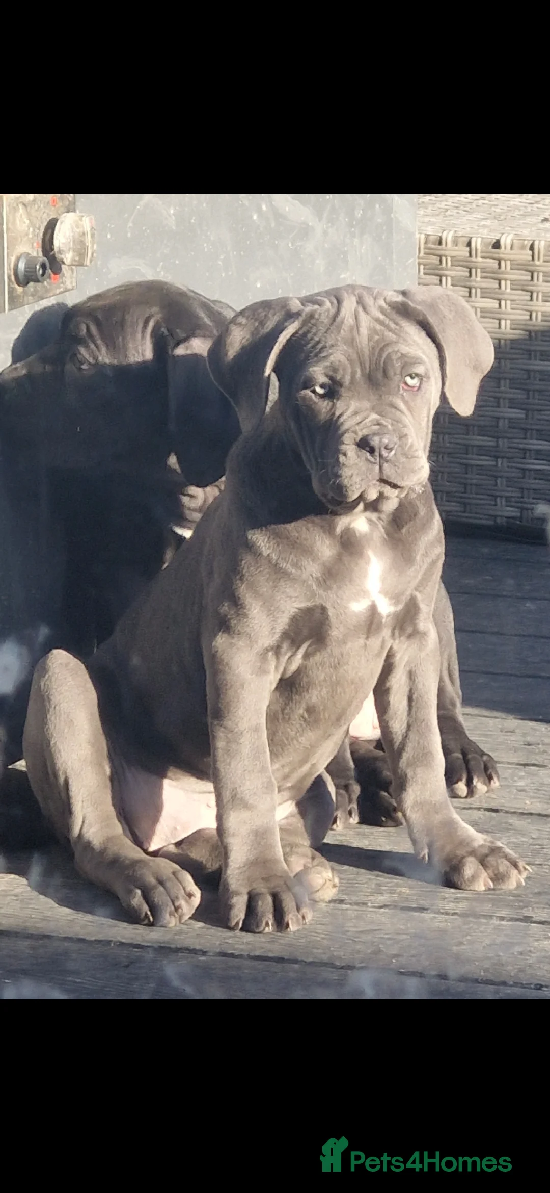 Cane Corso dogs for sale: EXCEPTIONAL PEDIGREE!! ONE BLUE GIRL AVAILABLE!! - Advert 1