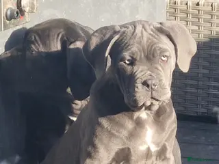 Cane Corso dogs EXCEPTIONAL PEDIGREE!! ONE BLUE GIRL AVAILABLE!! - Advert 9