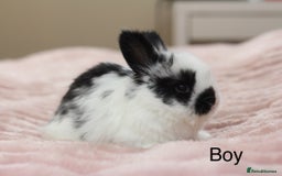 Angora rabbits for sale: Angora X bunny rabbits  - Image 9