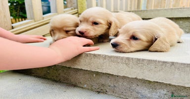 Miniature Dachshund dogs - Advert 2