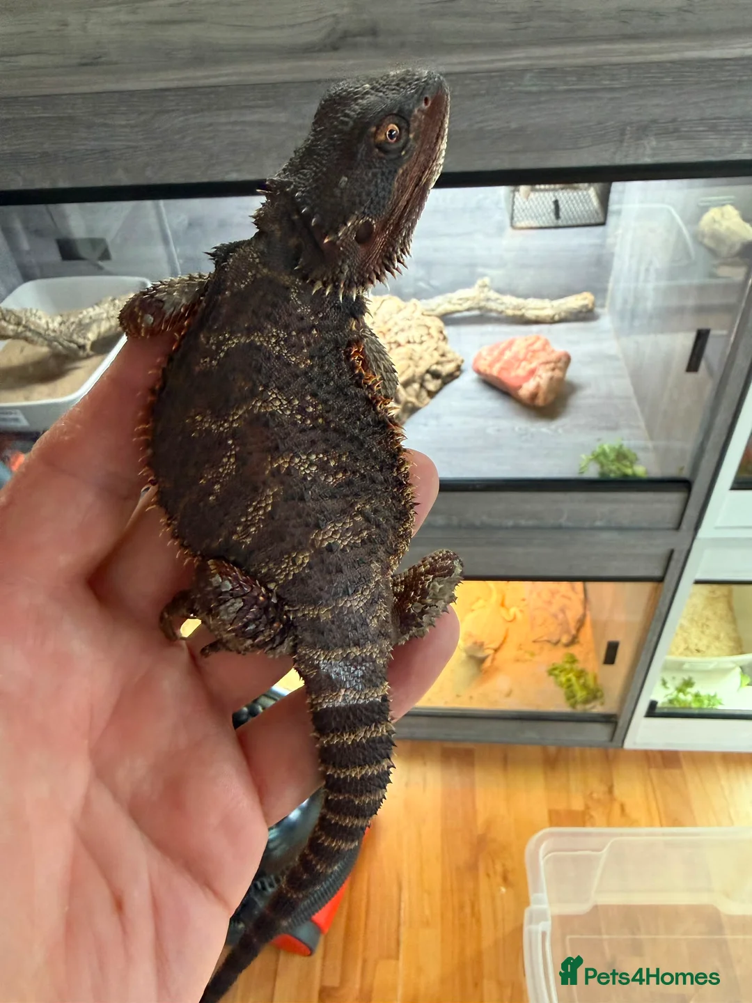 Bearded Dragon reptiles for sale: 100% Red Monster Bearded dragon - Advert 2