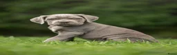 Cane Corso dogs for sale: 5 Towns Italian cane corso spring litter  - Advert 37