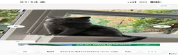 British Shorthair cats for sale: British Shorthair/Persian Mix Male Kitten - Advert 2