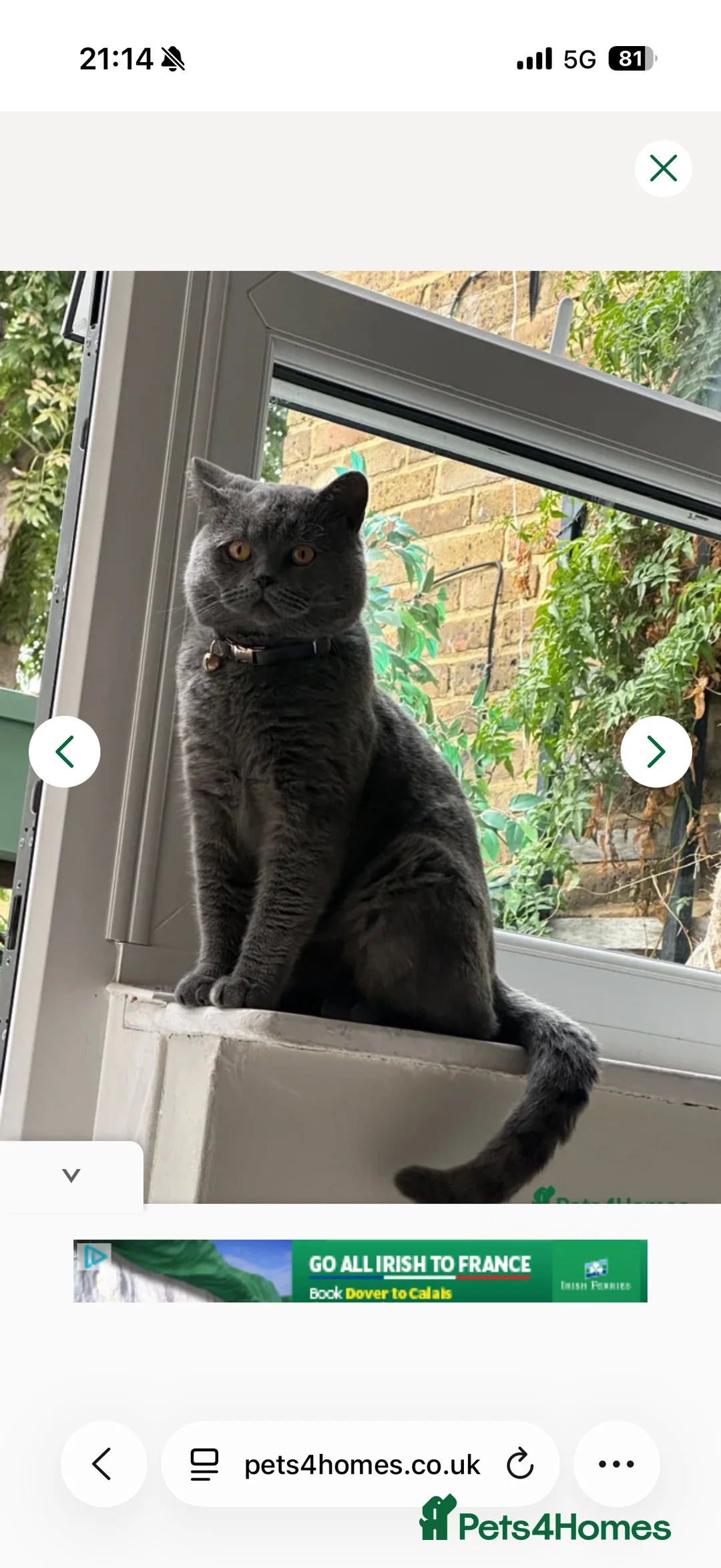 British Shorthair cats for sale: British Shorthair/Persian Mix Male Kitten - Advert 2