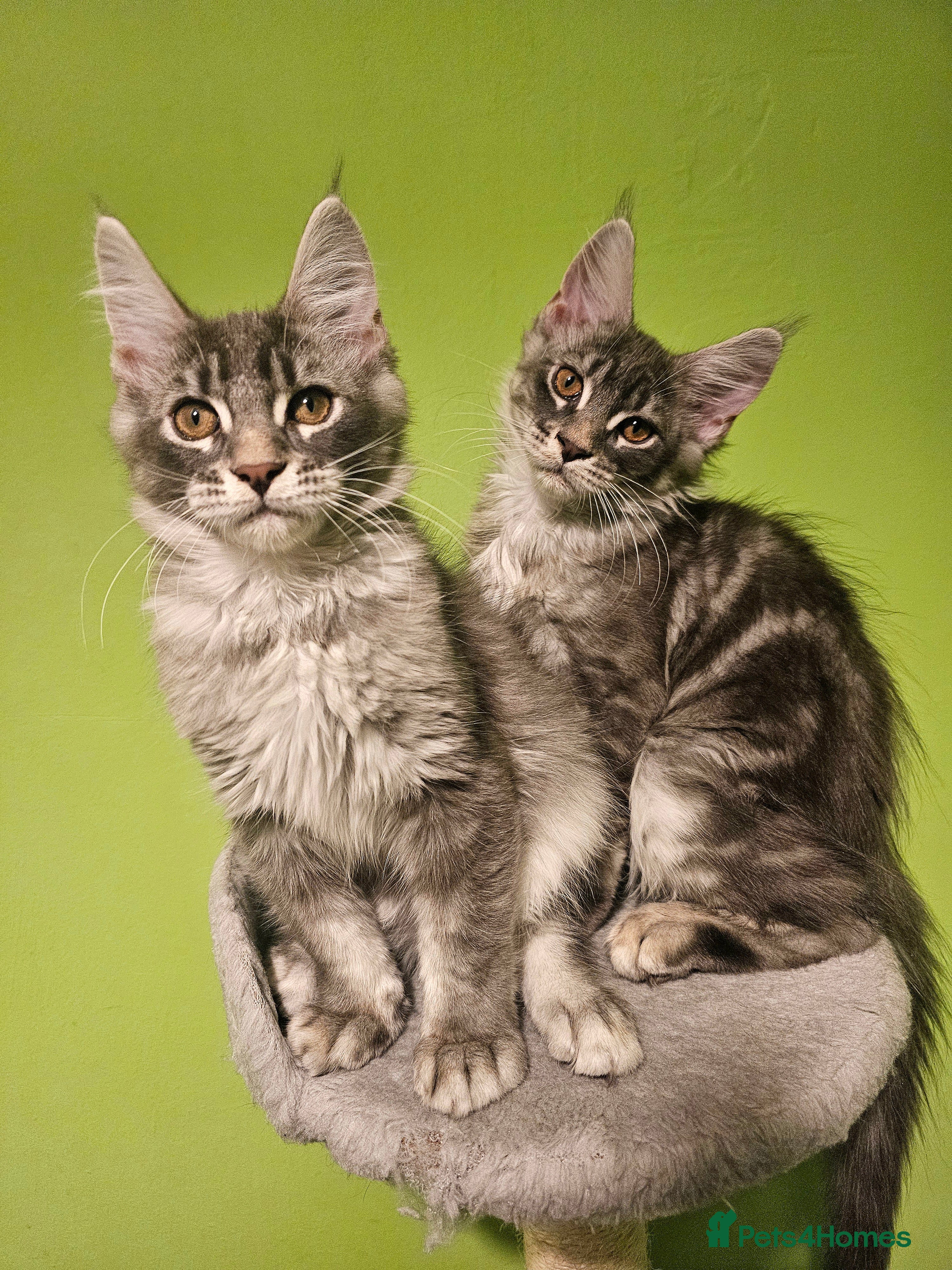 Maine Coon cats Last 2 boys Champion bloodline maine coons TICA - Advert 1