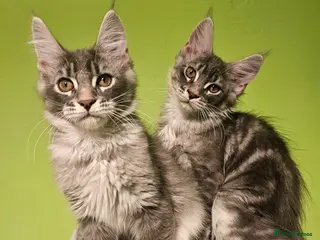 Maine Coon cats Last 2 boys Champion bloodline maine coons TICA - Advert 6