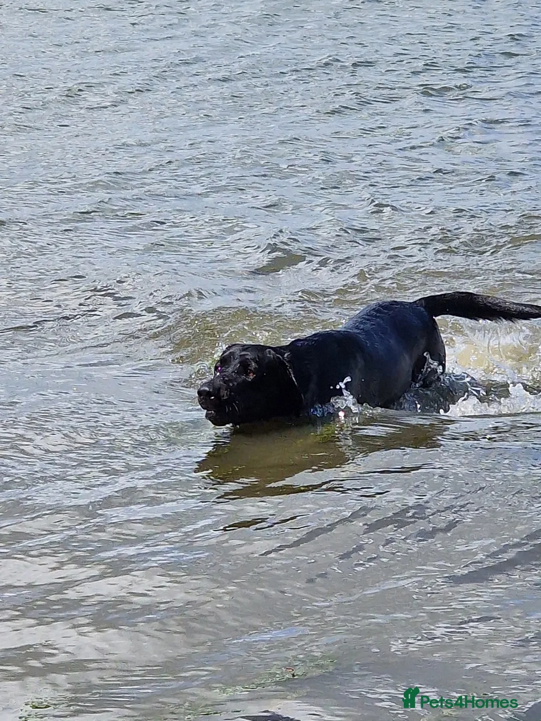 Labrador Retriever dogs for stud: Kc registered proven black lab for stud in Chichester - Advert 11