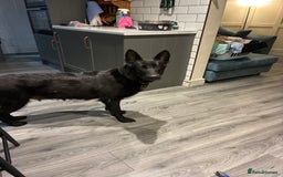 German Shepherd dogs for sale: German Shepherd pups for sale  - Image 10