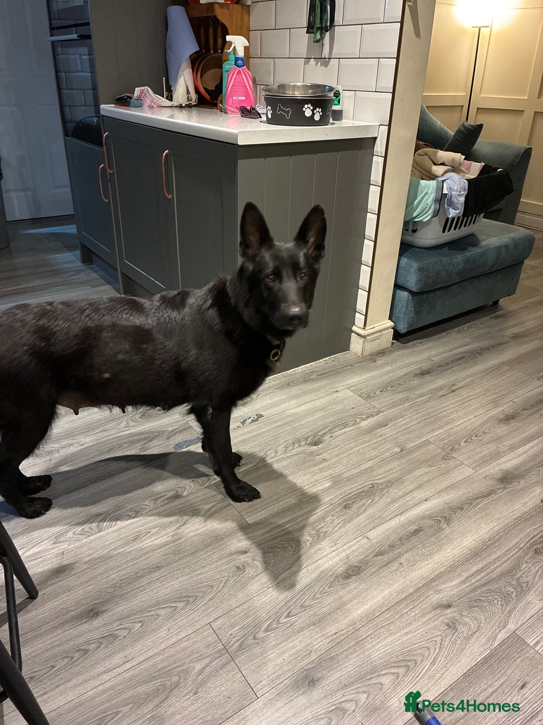 German Shepherd dogs for sale: German Shepherd pups for sale  - Image 10