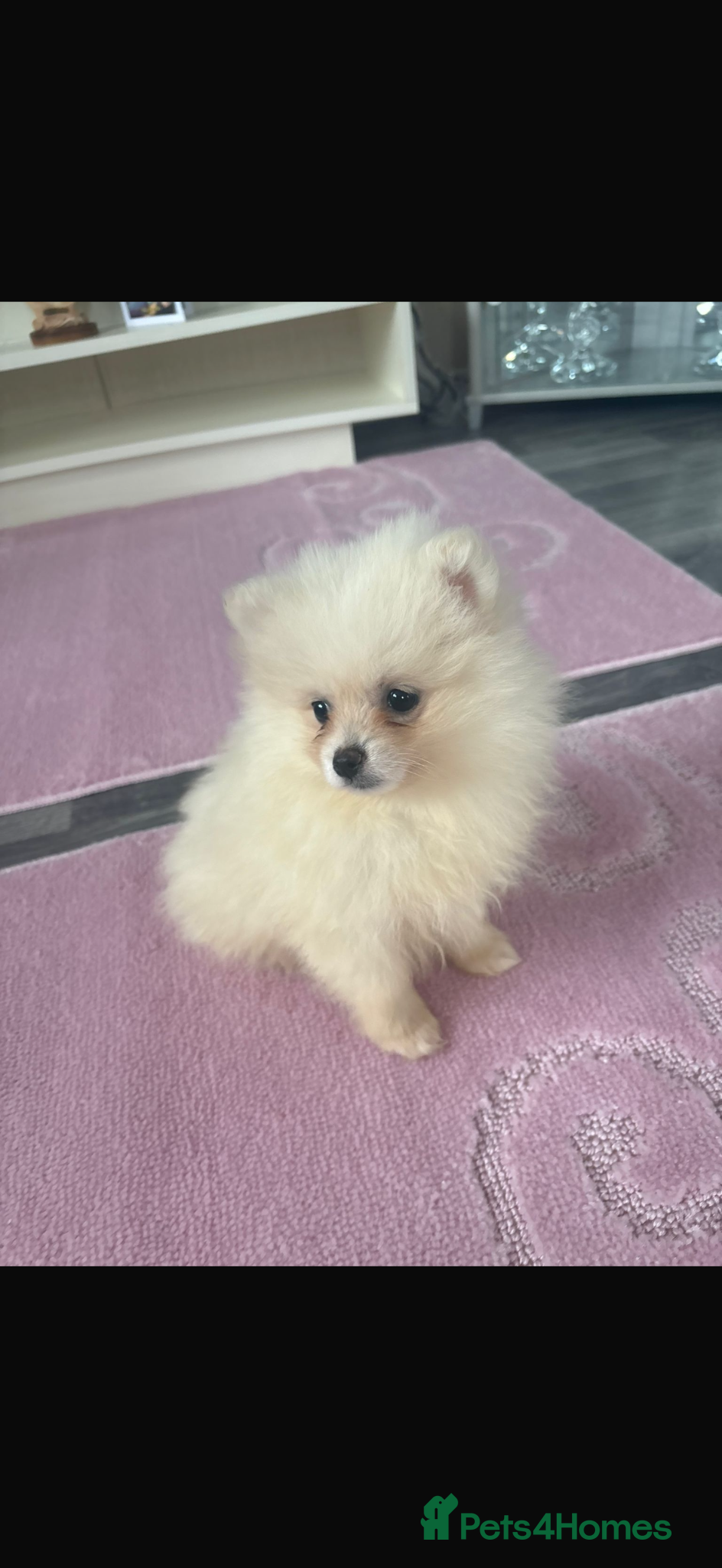 Pomeranian dogs Miniature Pomeranian Puppies - Advert 1