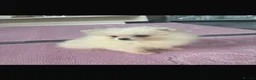 Pomeranian dogs for sale: Miniature Pomeranian Puppies - Advert 1