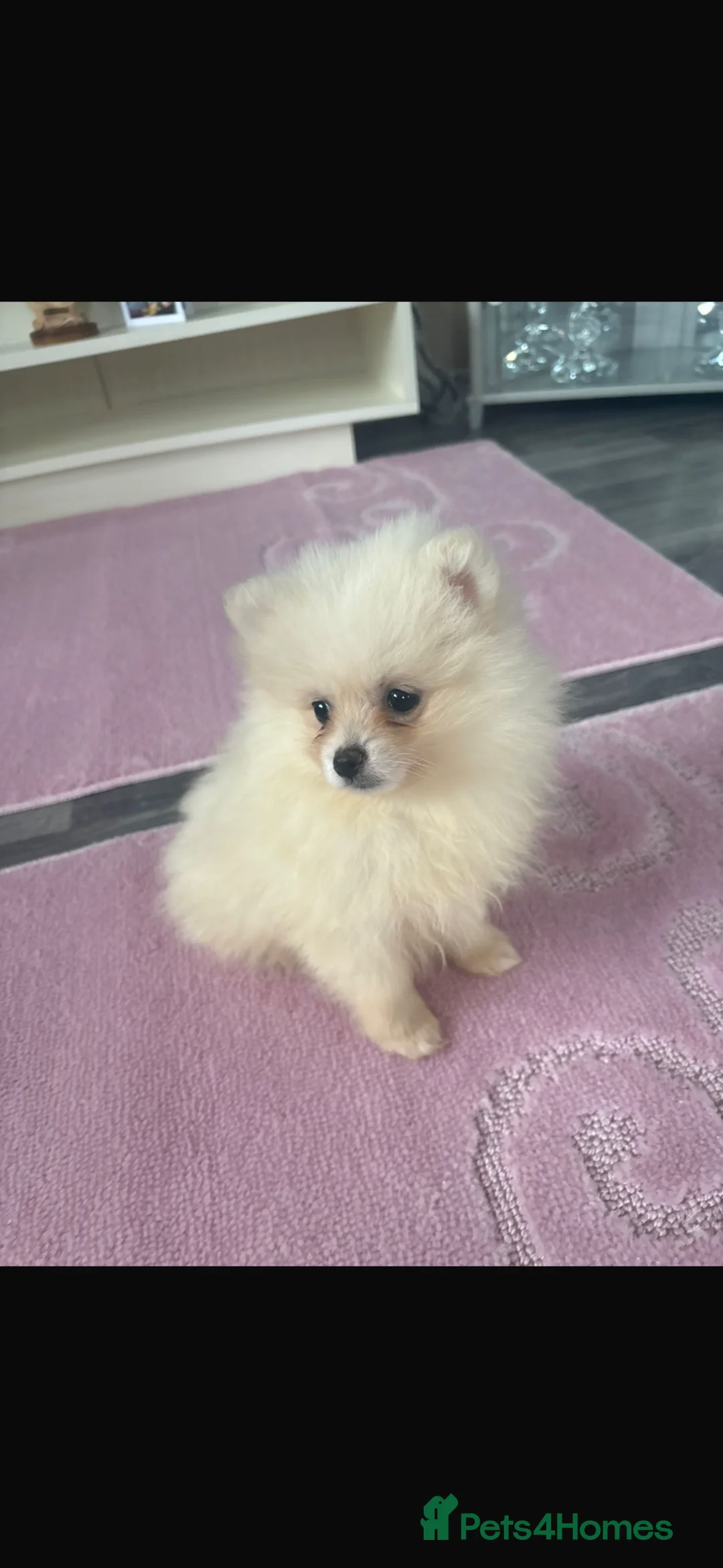 Pomeranian dogs for sale: Miniature Pomeranian Puppies - Advert 1