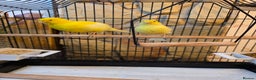 Canaries birds for sale: Two Canaries for Sale with Cage & Full Setup - Advert 8