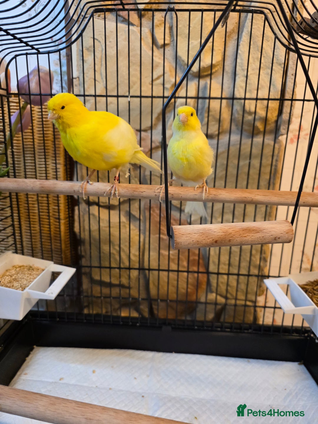 Canaries birds for sale: Two Canaries for Sale with Cage & Full Setup - Advert 8