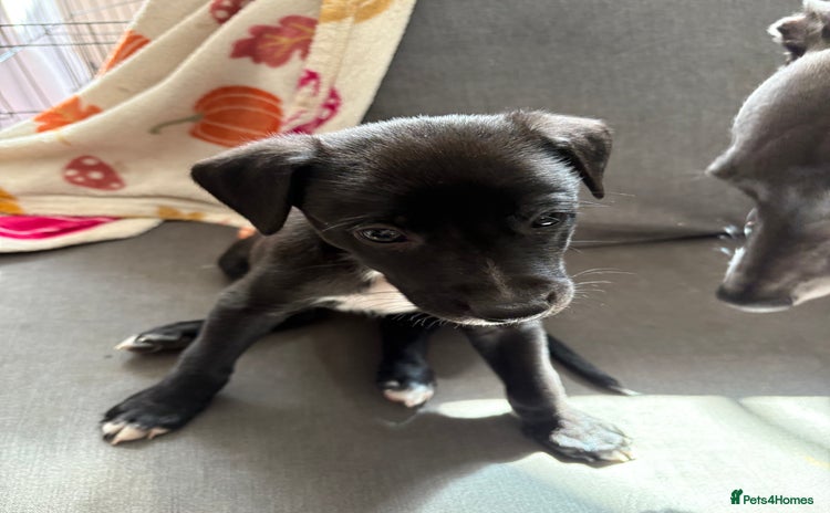 Mixed Breed dogs - Advert 4