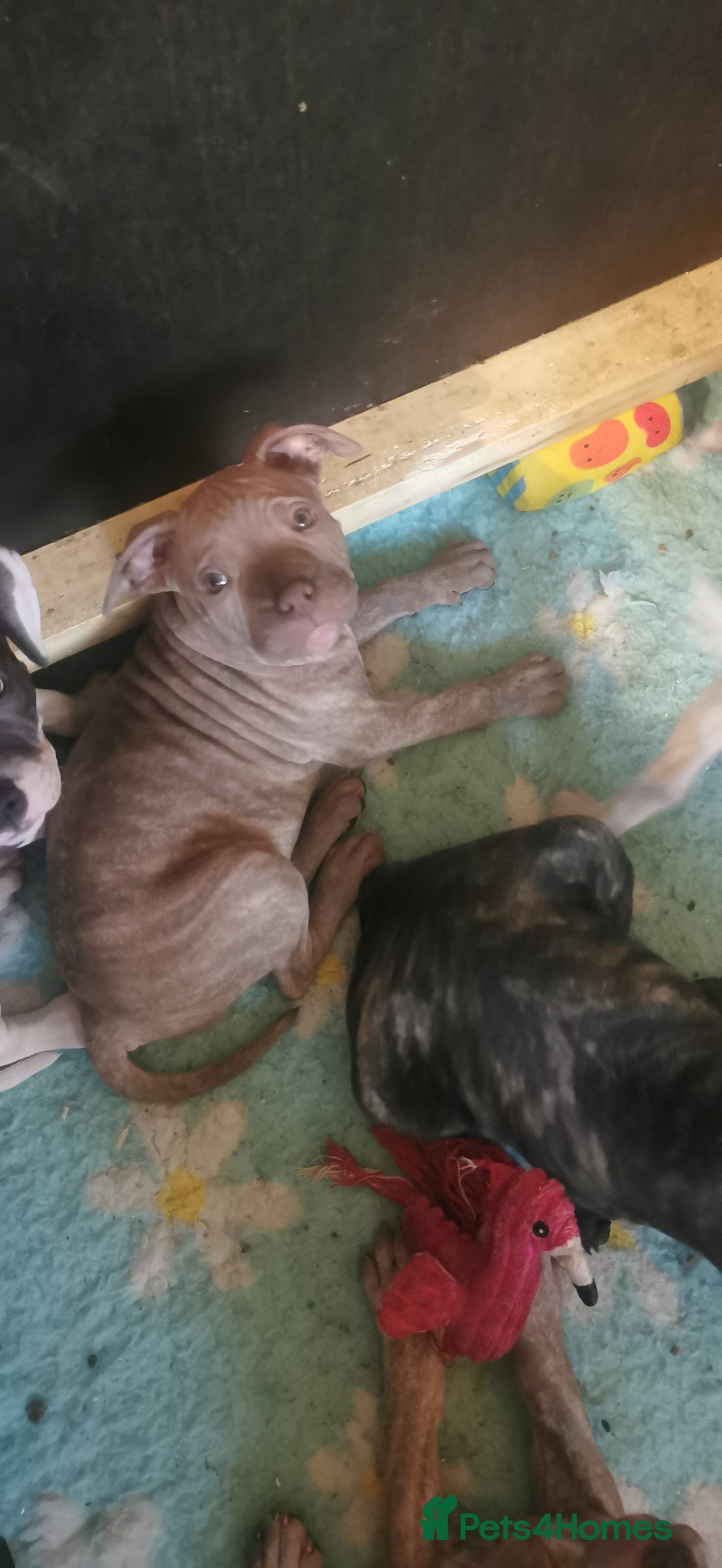 Mixed Breed dogs for sale: 7 Adorable Bull Terrier Cross Puppies - Advert 8