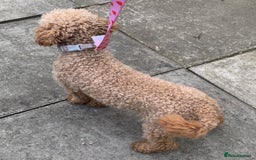 Cockapoo dogs for sale: Stunning F1b Cockapoo puppy’s  - Image 22