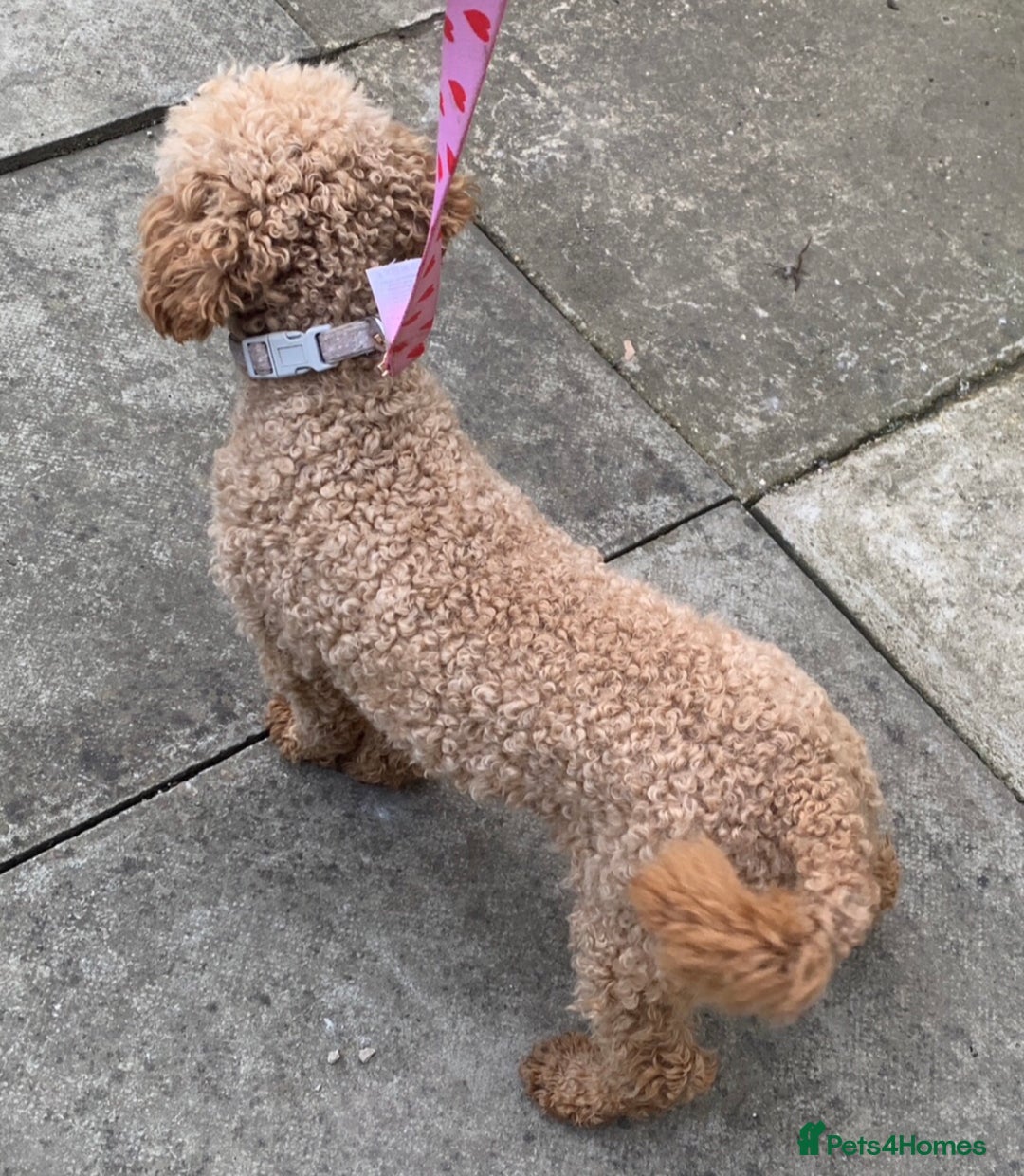 Cockapoo dogs for sale: Stunning F1b Cockapoo puppy’s  - Image 22