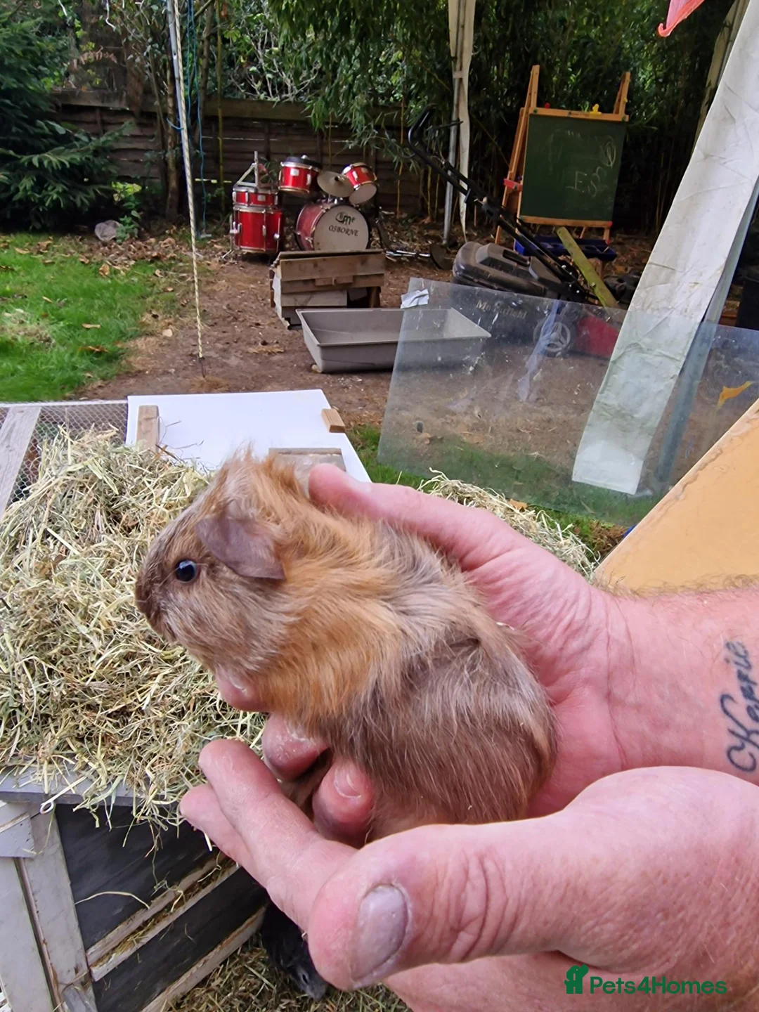 Guinea Pig rodents for sale: Baby guineapigs mixed sex in Canterbury - Advert 2