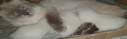 Siberian cats for sale: 🤩Champion bloodlines neva masquerade siberians🤩 - Advert 12