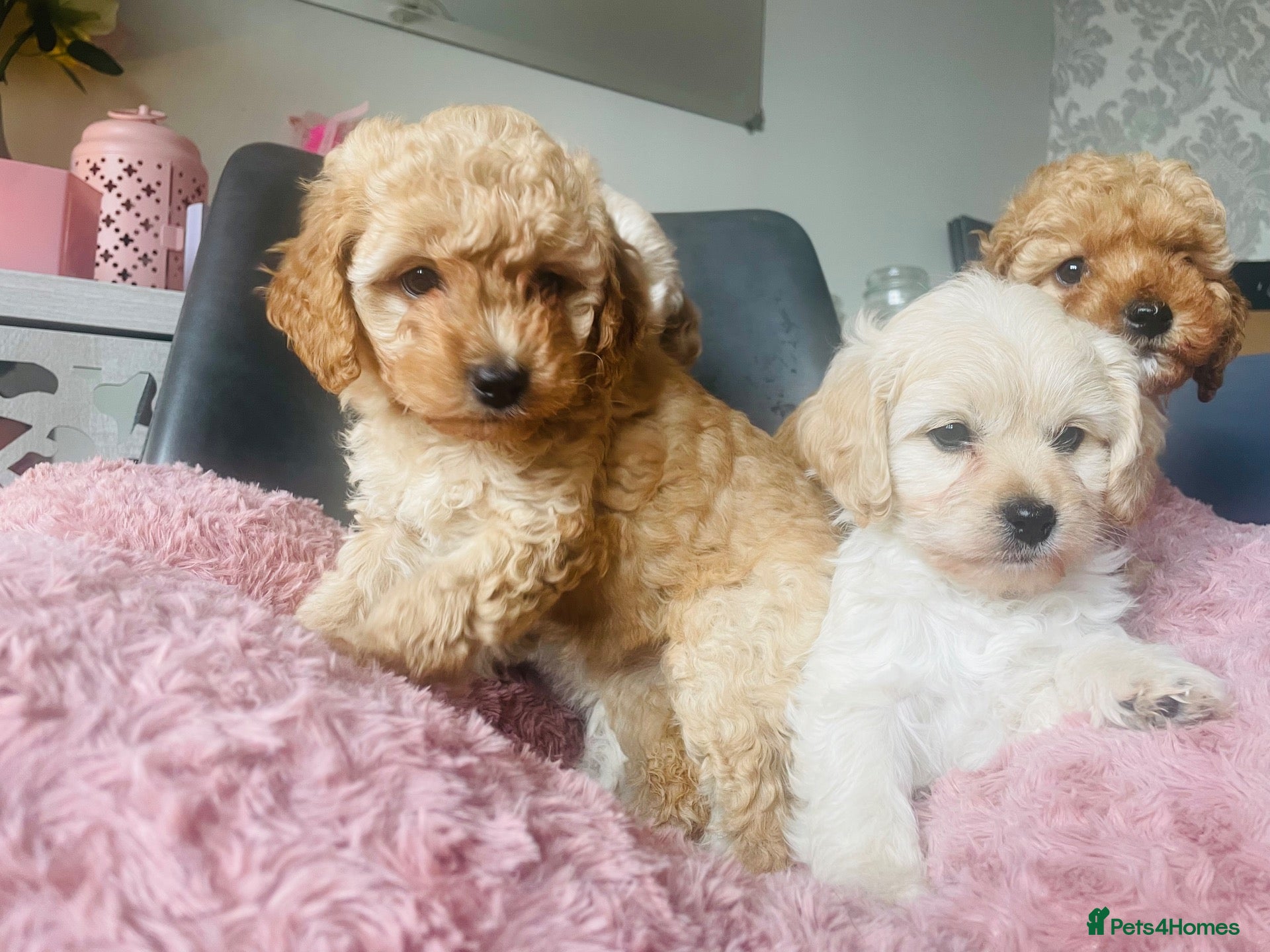 Mixed Breed dogs for sale: 4 Cavapoo girls ready  - Advert 19