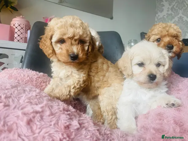 Mixed Breed dogs for sale: 4 Cavapoo girls ready - Advert 17