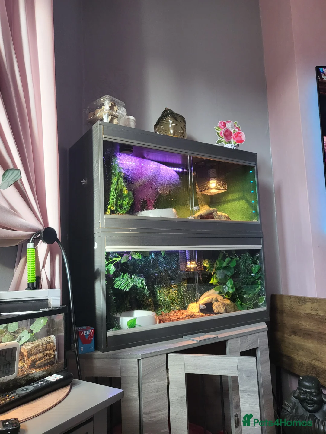 Snake reptiles for sale: 2 ball pythons plus tanks male and female  - Advert 2