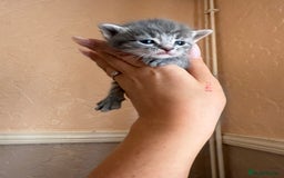 Mixed Breed cats for sale: Cute little tabby kittens  - Image 1