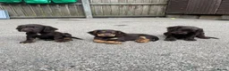 Cocker Spaniel dogs for sale: cocker spaniel pups  in Carlisle - Advert 5