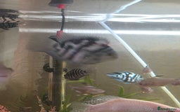 Cichlids fish for sale: Polar blue parrots - Image 6