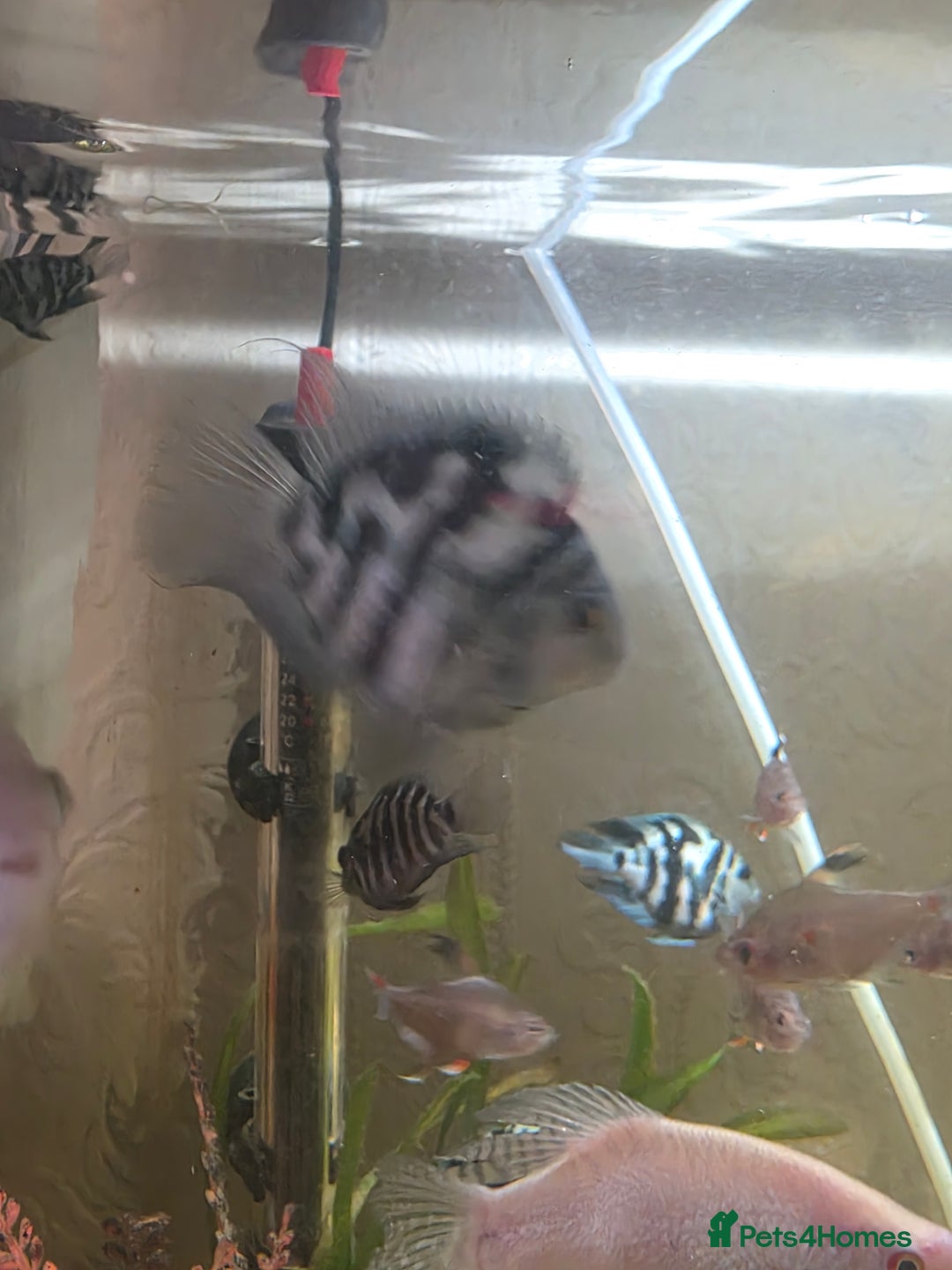 Cichlids fish for sale: Polar blue parrots - Image 6