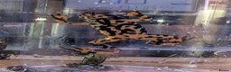 Frog reptiles for sale: Oriental fire-bellied toad - Advert 2