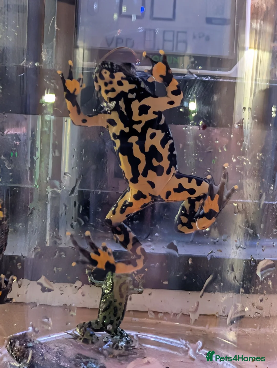 Frog reptiles for sale: Oriental fire-bellied toad - Advert 2