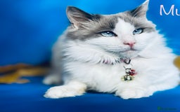 Ragdoll cats for sale: Ragdoll female  - Advert 1