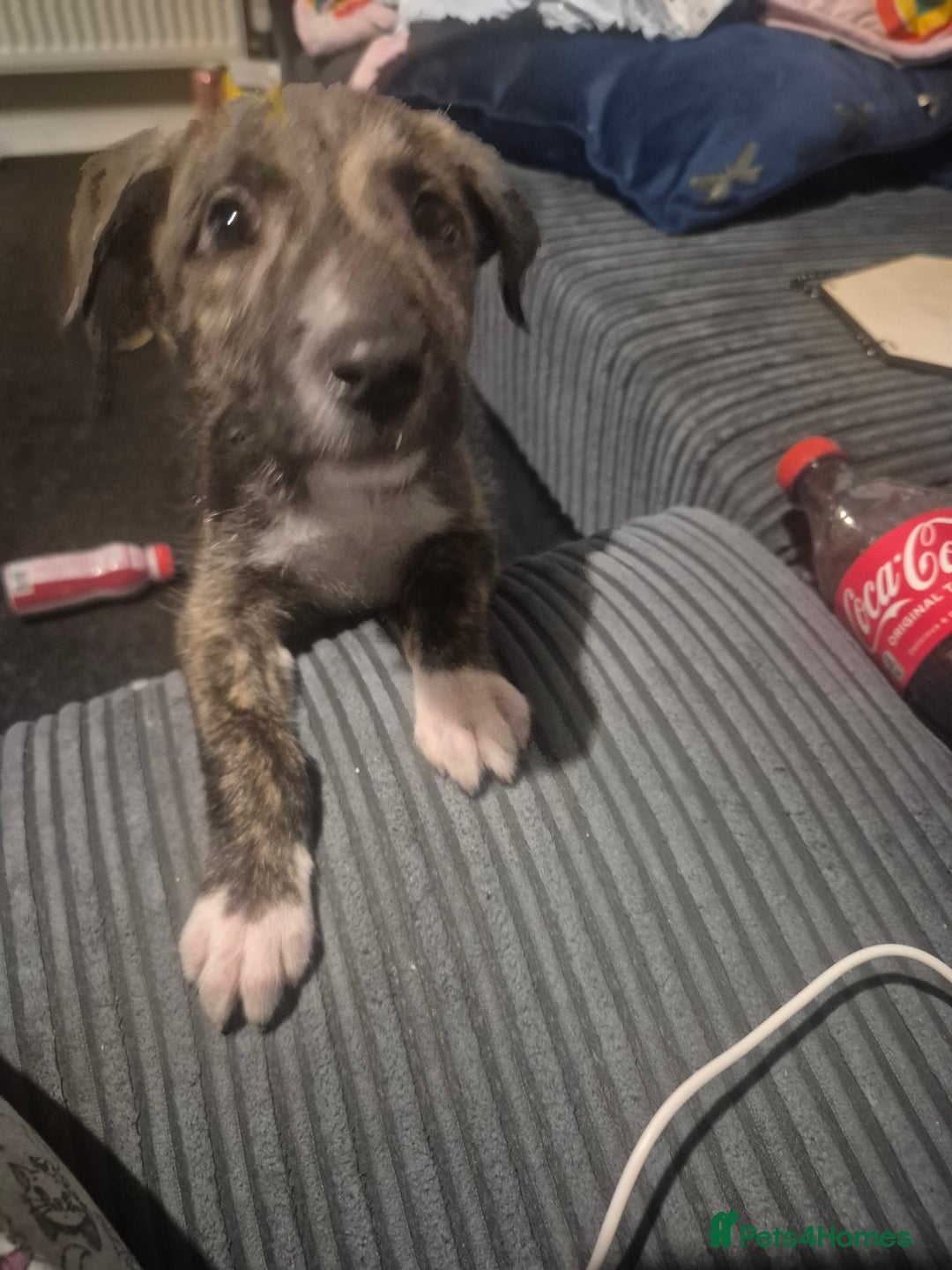 Lurcher dogs for sale: New home needed - Advert 2