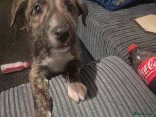Lurcher dogs New home needed - Advert 1