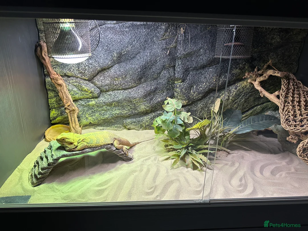 Bearded Dragon reptiles for sale: Bearded dragon with vivarium and all other extra - Advert 7