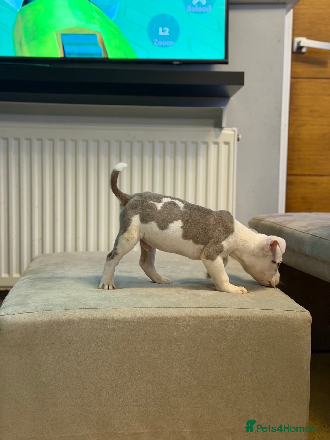 American Bully dogs for sale: 💥 Pocket bully puppies 💥 - Image 8