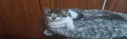 Mixed Breed cats for sale: Kittens  - Advert 4