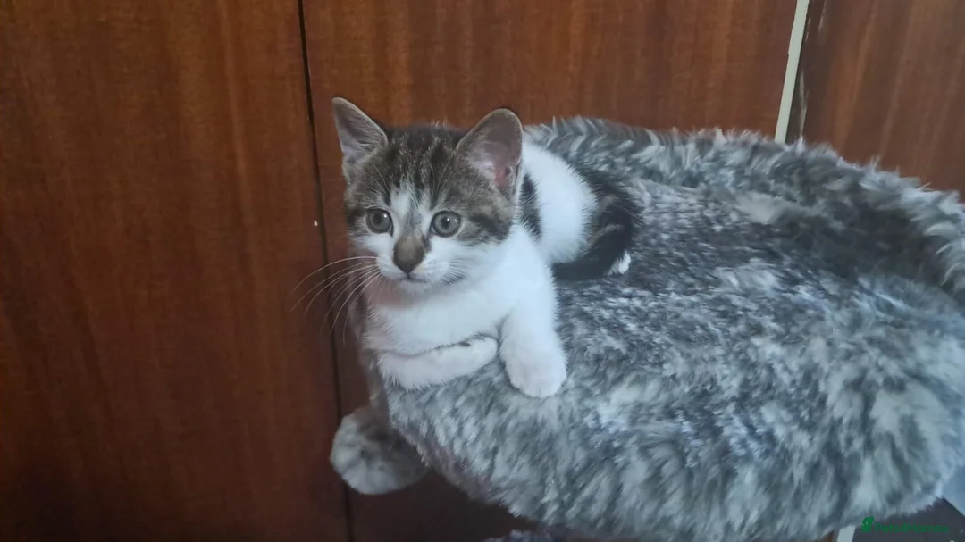 Mixed Breed cats for sale: Kittens  - Advert 4