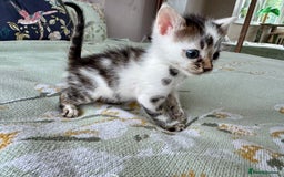 Bengal cats for sale: Bengal kittens 4 pure bangals 5 bengal x kittens - Image 24