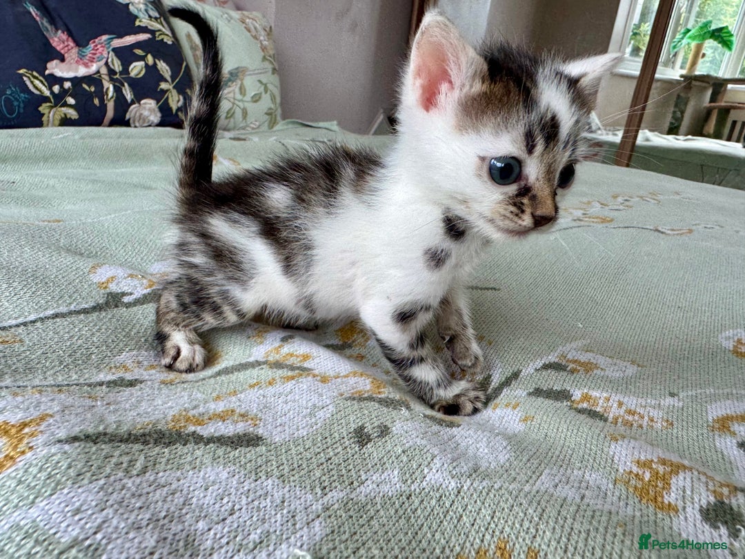 Bengal cats for sale: Bengal kittens 4 pure bangals 5 bengal x kittens - Image 24