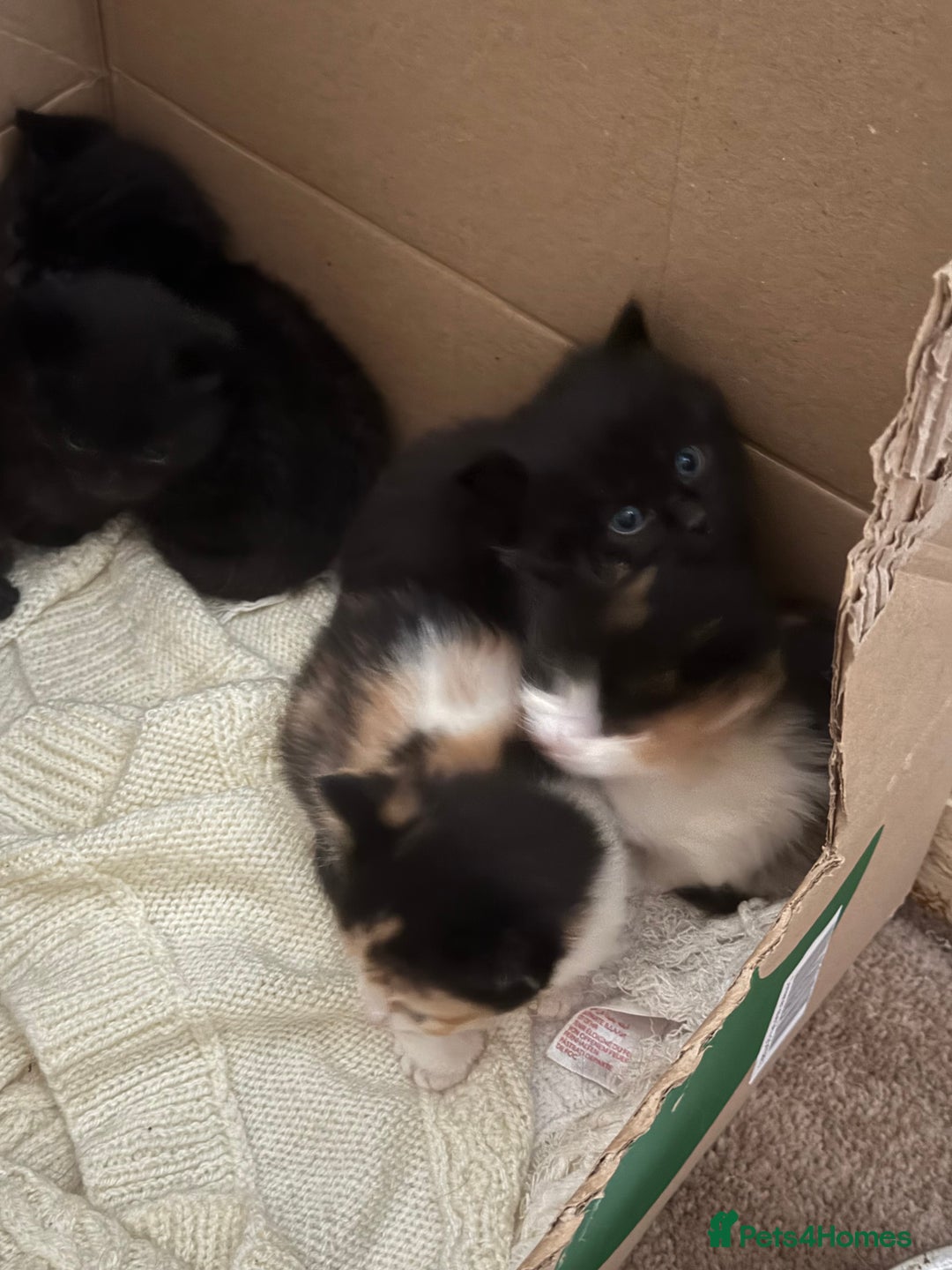 Mixed Breed cats for sale: Ragamuffin mix kittens  - Image 16