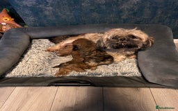 Shih Tzu dogs for sale: Ready to leave- imperial Shih Tzu - Image 13