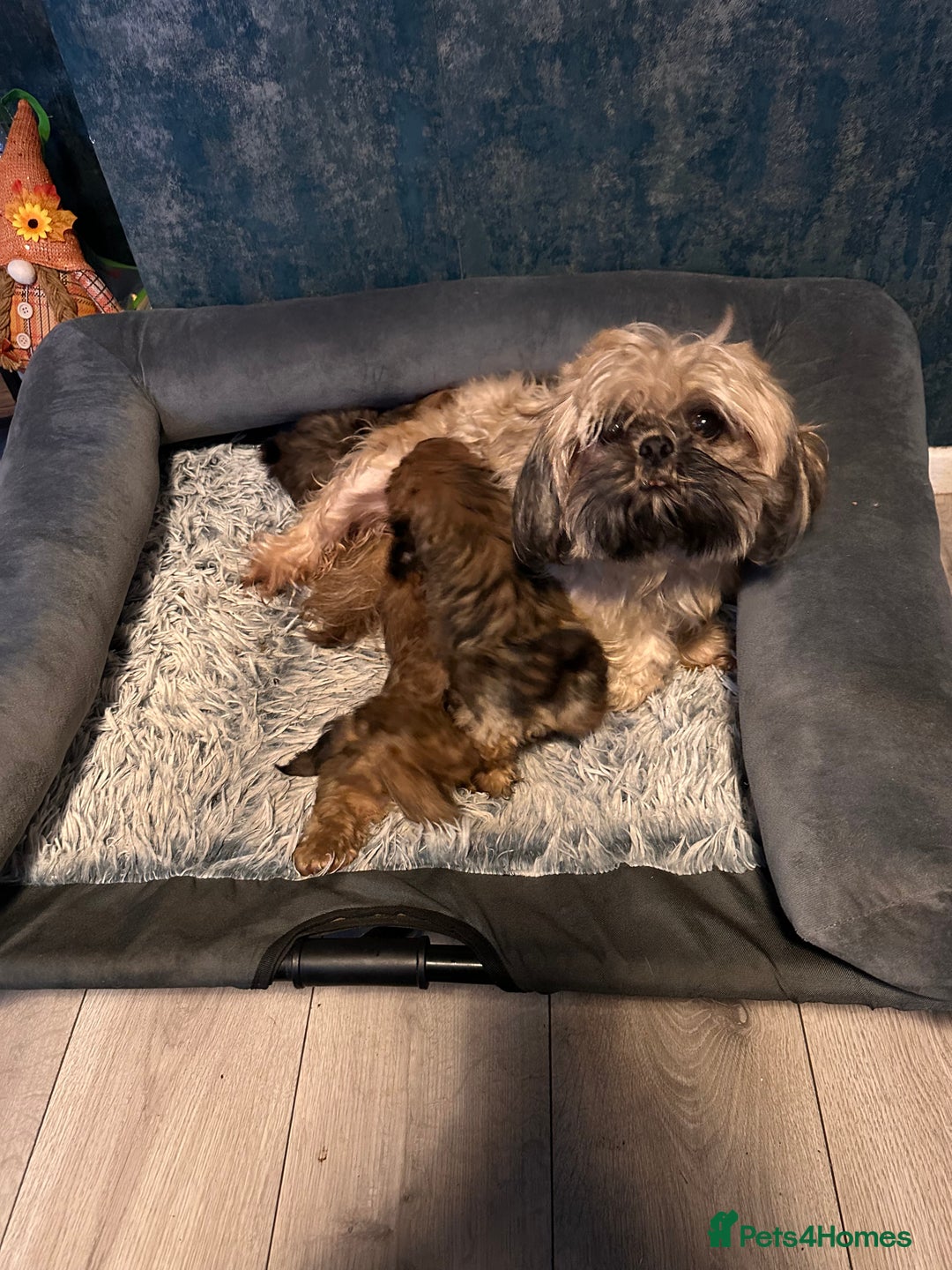 Shih Tzu dogs for sale: Ready to leave- imperial Shih Tzu - Image 13