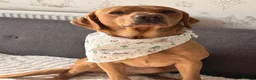 Labrador Retriever dogs for sale: 2.5 year old fox red lab.  in Leicester - Advert 11