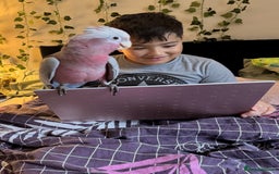 Cockatoo birds for sale: Hand reared Male galah parrot  - Image 5